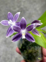 Carica l&#39;immagine nel visualizzatore Galleria, Phalaenopsis tetraspis &#39;Luxurious Blue&#39;
