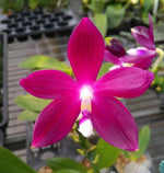 Carica l'immagine nel visualizzatore Galleria, Phalaenopsis tetraspis 'middle white'