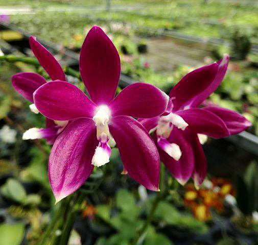 Phalaenopsis tetraspis 'Red'