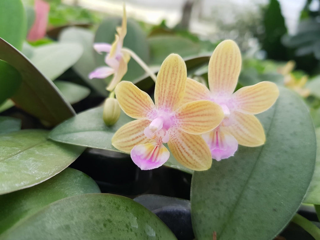 Phalaenopsis venosa "Chestnut" x lindenii