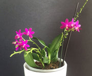 Phalaenopsis CTL Vio Sapphire (Phal. Tzu Chiang Sapphire × Phal. violacea 'indigo')