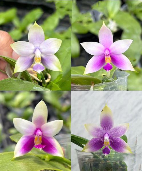 Phalaenopsis violacea 'Blue' × 'Pink'