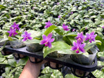 Load image into Gallery viewer, Phalaenopsis violacea 'Sumatra Select Dark'