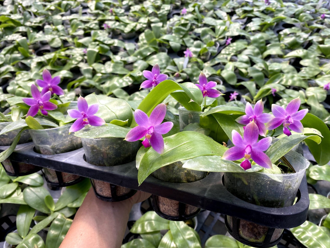 Phalaenopsis violacea 'Sumatra Select Dark'