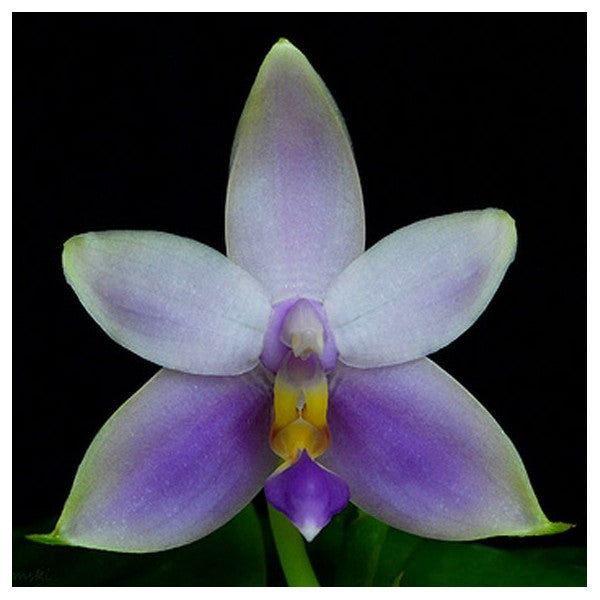 Phalaenopsis violacea var. coerulea