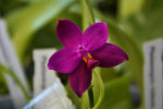 Carica l'immagine nel visualizzatore Galleria, Phalaenopsis violacea 'Indigo Red' (magenta form)