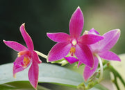 Phalaenopsis violacea indigo x Phal. cornu-cervi v. chattaladae