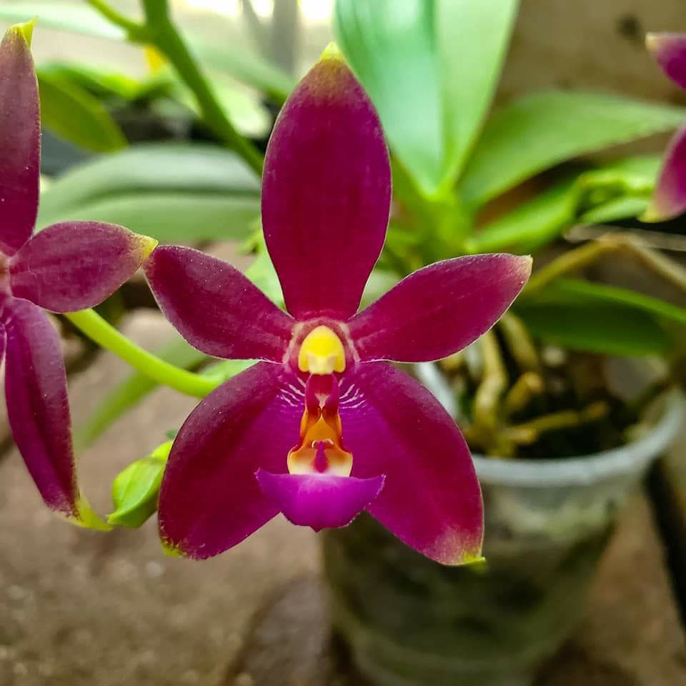 Phalaenopsis violacea indigo x Phal. cornu-cervi v. chattaladae
