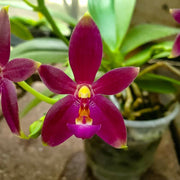 Phalaenopsis violacea indigo x Phal. cornu-cervi v. chattaladae