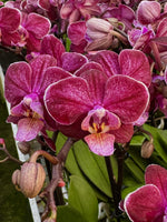 Carica l&#39;immagine nel visualizzatore Galleria, Phalaenopsis Willow

