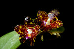 Carica l&#39;immagine nel visualizzatore Galleria, Phalaenopsis YangYang Gigan Cherry (Phal. Jong&#39;s Gigan Cherry × Phal. gigantea)
