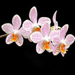 Load image into Gallery viewer, Phalaenopsis Gretchen (gigantea 'Jumbo Bay' × stuartiana 'Jumbo')