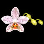 Load image into Gallery viewer, Phalaenopsis Gretchen (gigantea 'Jumbo Bay' × stuartiana 'Jumbo')