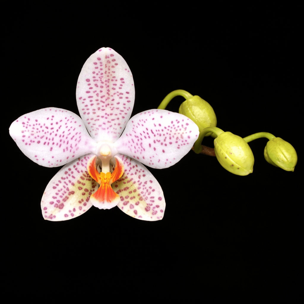 Phalaenopsis Gretchen (gigantea 'Jumbo Bay' × stuartiana 'Jumbo')