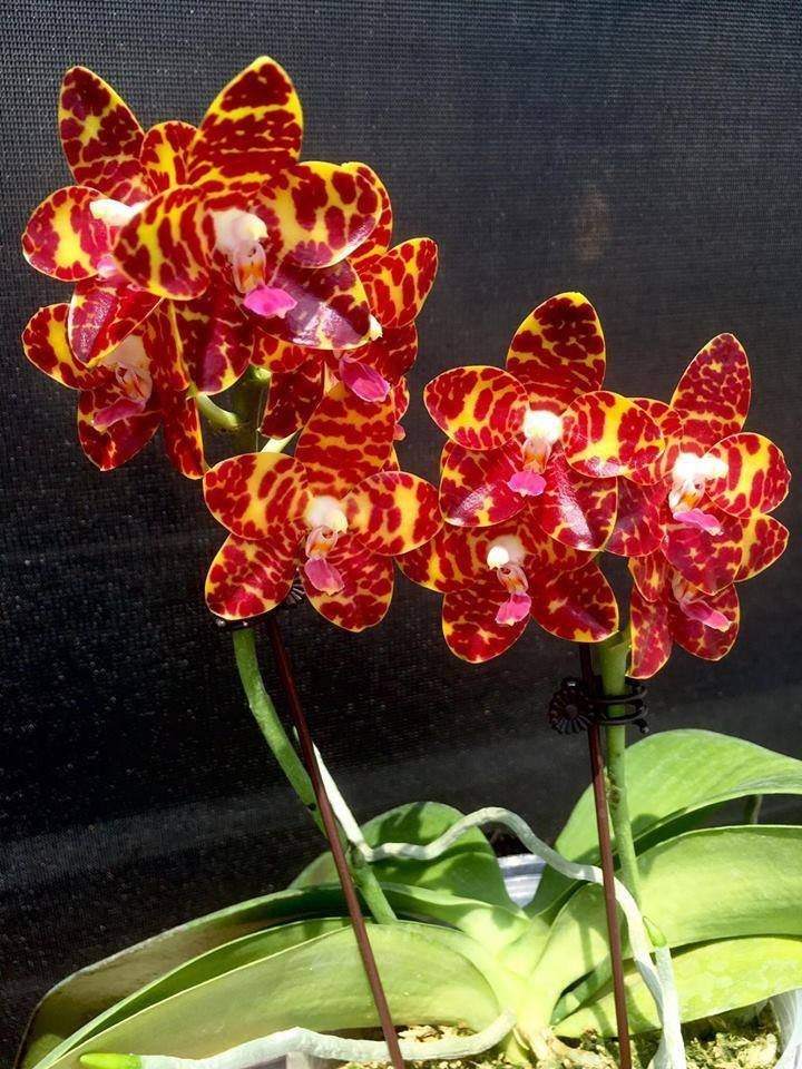 Phalaenopsis Jong's Gigan Cherry 'Prince'