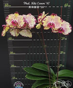 Load image into Gallery viewer, Phalaenopsis Joy Spring Canary 'Joy'