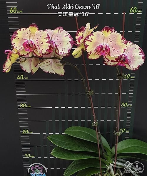 Phalaenopsis Joy Spring Canary 'Joy'