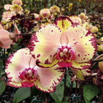 Load image into Gallery viewer, Phalaenopsis Joy Spring Canary 'Joy'