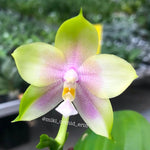 Carica l'immagine nel visualizzatore Galleria, Phalaenopsis Mituo Prince