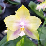 Carica l'immagine nel visualizzatore Galleria, Phalaenopsis Mituo Prince