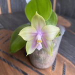 Carica l'immagine nel visualizzatore Galleria, Phalaenopsis Mituo Prince