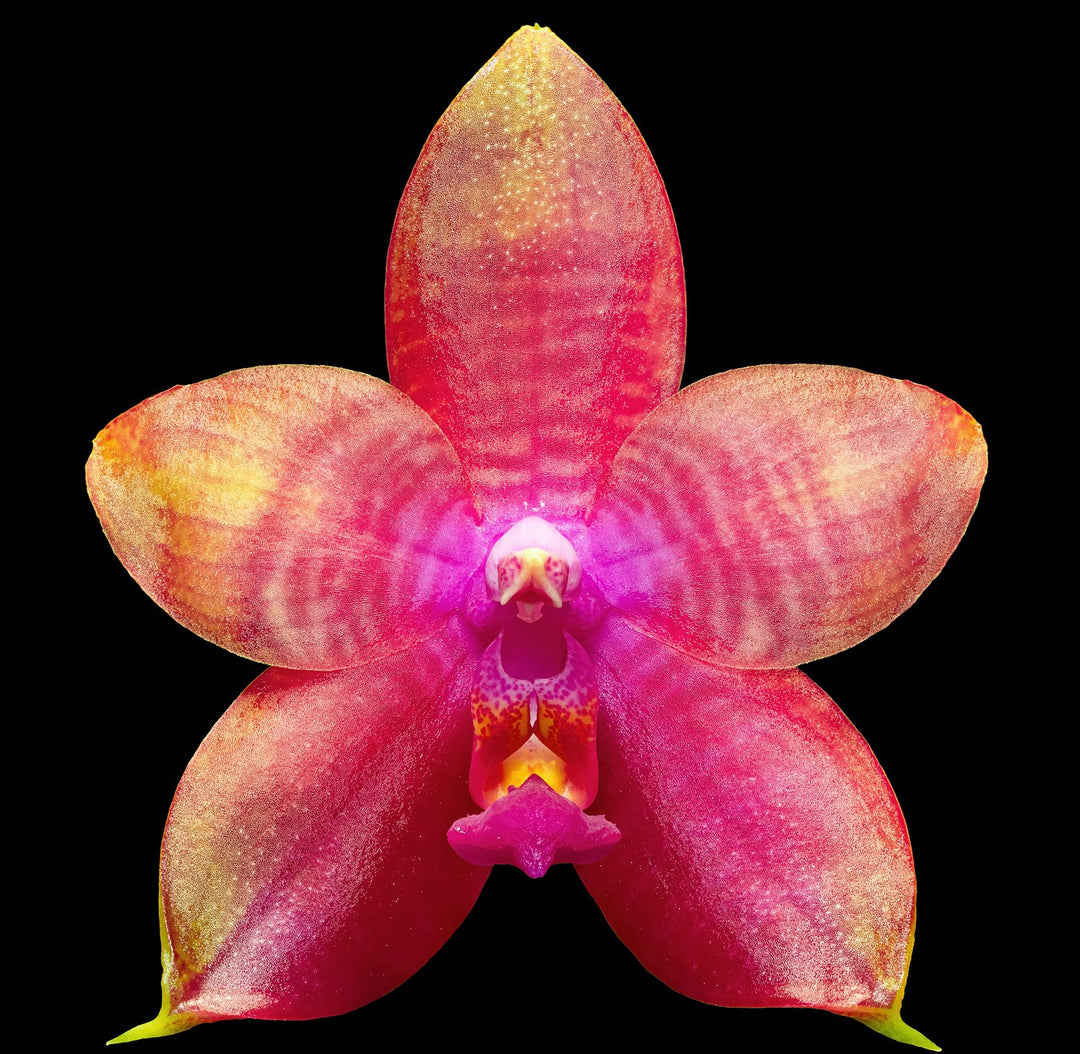 Phalaenopsis Meidarland Kaiulani '704'