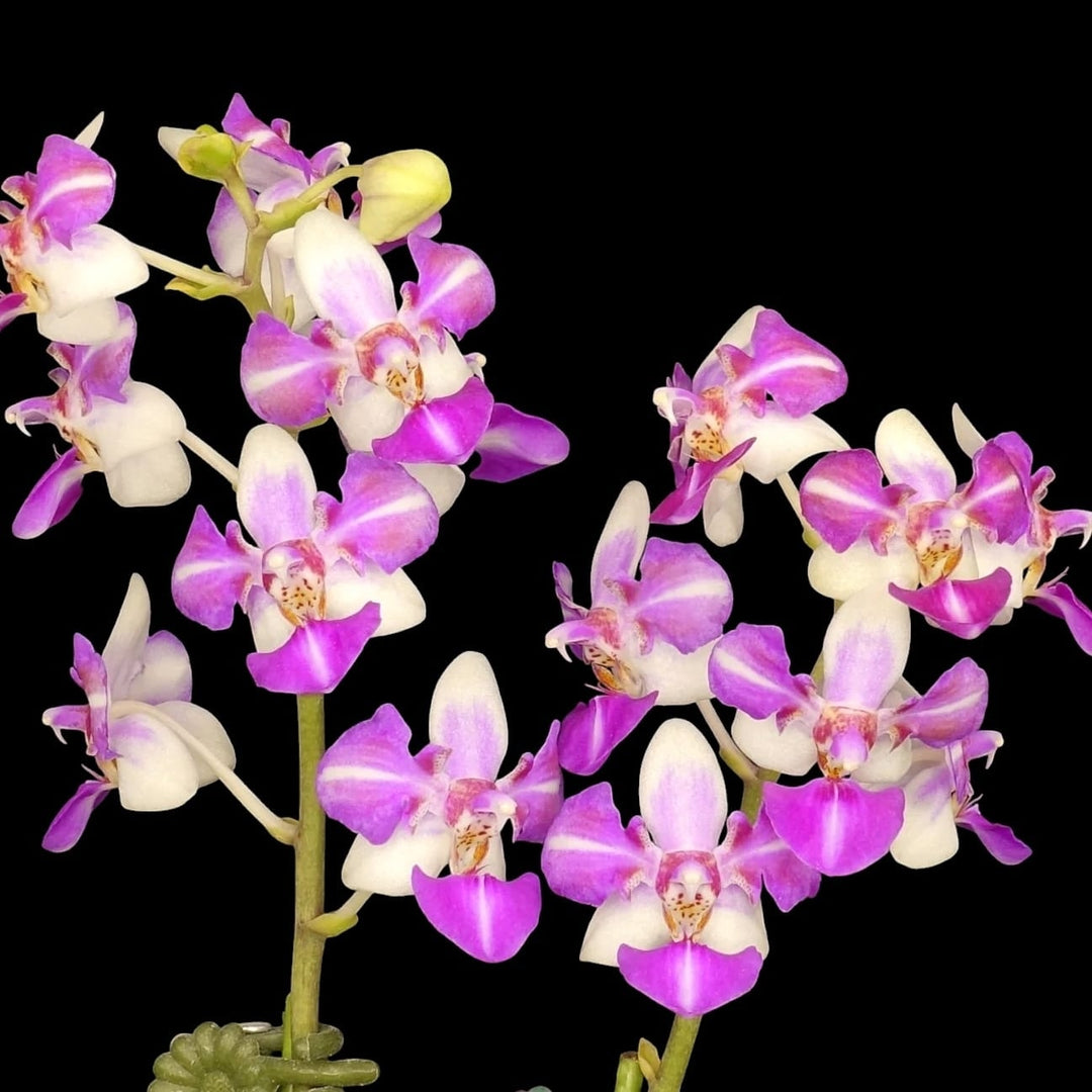 Phalaenopsis Anna-Larati Soekardi (peloric - 3 lips)