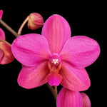 Load image into Gallery viewer, Phalaenopsis Buddha's Treasure