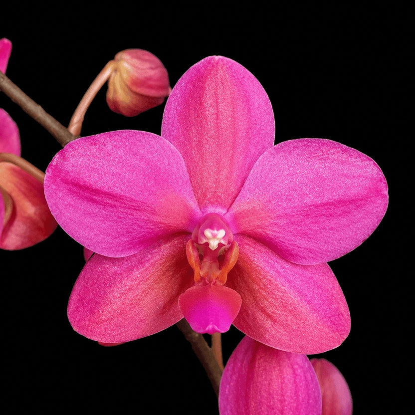 Phalaenopsis Buddha's Treasure