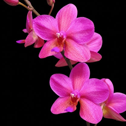 Phalaenopsis Buddha's Treasure