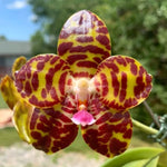 Carica l'immagine nel visualizzatore Galleria, Phalaenopsis Jong's Gigan Cherry 'Prince'