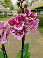 Load image into Gallery viewer, Phalaenopsis Joy Spot - Big Lip