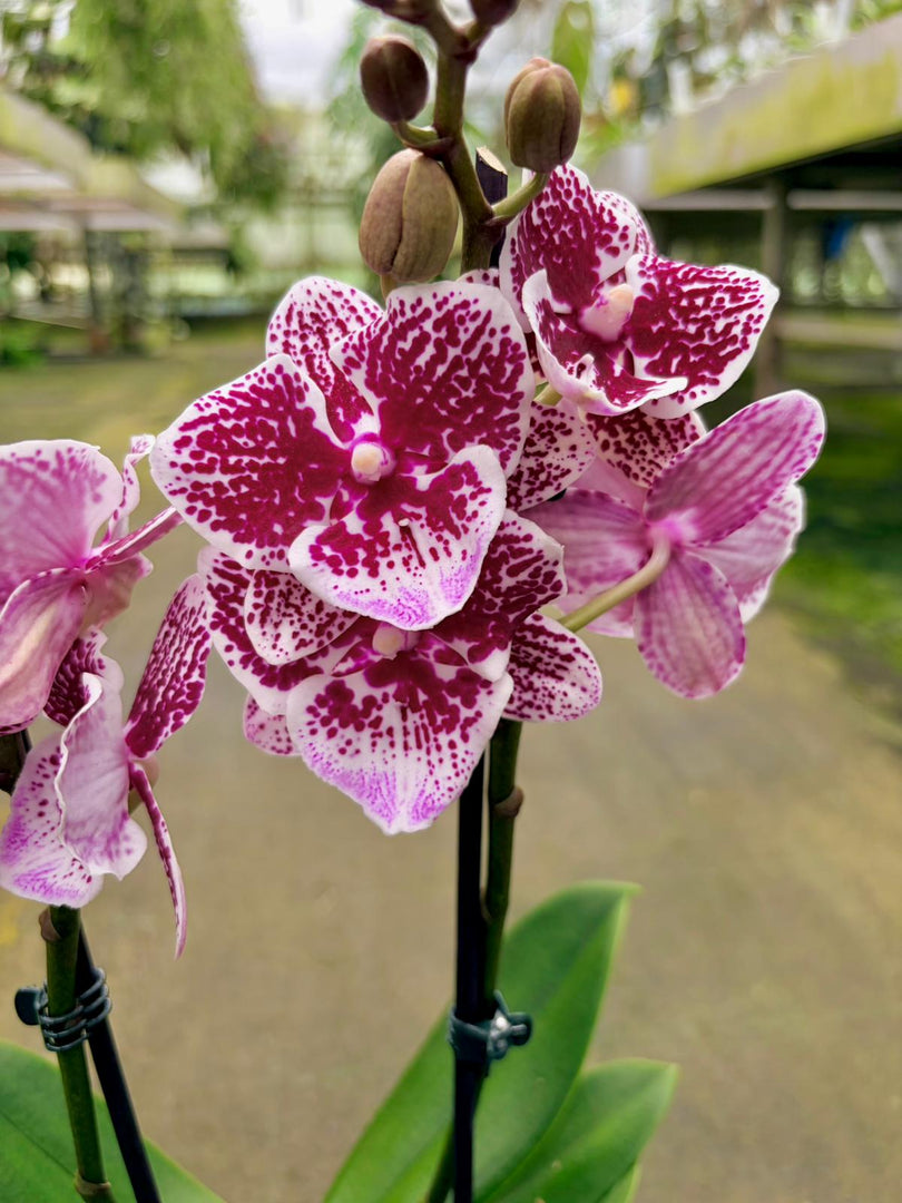 Phalaenopsis Joy Spot - Big Lip