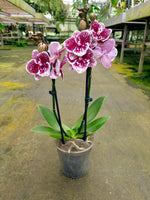 Load image into Gallery viewer, Phalaenopsis Joy Spot - Big Lip