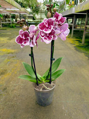 Phalaenopsis Joy Spot - Big Lip