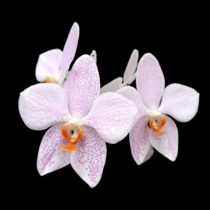 Phalaenopsis gigantea 'Jumbo Orchids' × amabilis 'Jumbo Orchids'