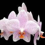 Load image into Gallery viewer, Phalaenopsis gigantea 'Jumbo Orchids' × amabilis 'Jumbo Orchids'