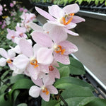 Load image into Gallery viewer, Phalaenopsis gigantea 'Jumbo Orchids' × amabilis 'Jumbo Orchids'
