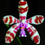 Load image into Gallery viewer, Phalaenopsis Lovely Marie f. flava (Phal. mariae x Bastanii flava)