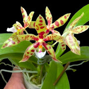 Phalaenopsis Micaels Pantheritz (Phal micholitzii × Phal pantherina)