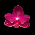 Load image into Gallery viewer, Phalaenopsis Sogo Relex '2 eyes'