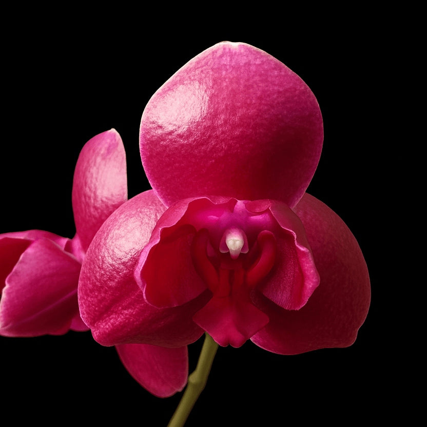 Phalaenopsis Sogo Relex '2 eyes'