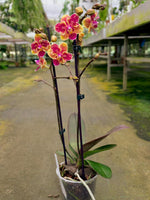 Load image into Gallery viewer, Phalaenopsis Sogo Yellowtris - Peloric