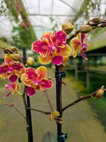 Load image into Gallery viewer, Phalaenopsis Sogo Yellowtris - Peloric