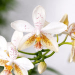 Chargez l'image dans la visionneuse de galerie, Phalaenopsis Tying Shin Fly Eagle × Phal. tetraspis 'C1'
