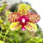Load image into Gallery viewer, Phalaenopsis Tristar Peoker (Grosseto)
