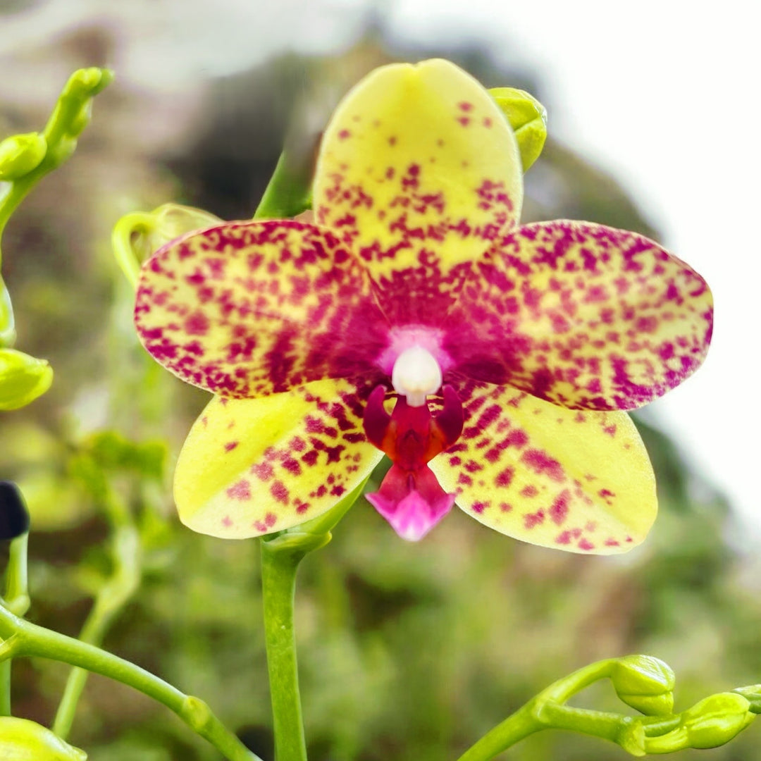 Phalaenopsis Tristar Peoker (Grosseto)