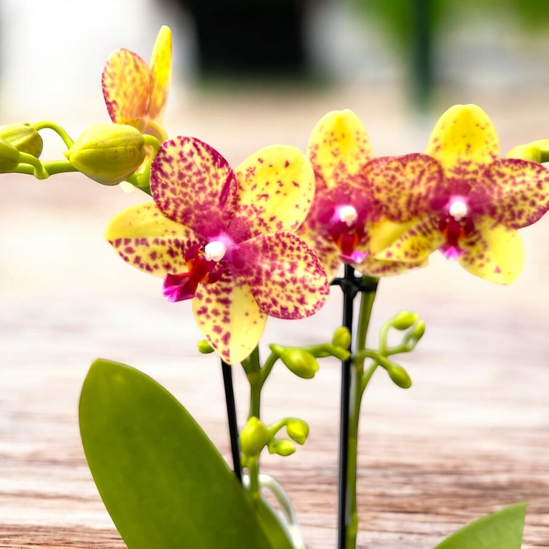 Phalaenopsis Tristar Peoker (Grosseto)