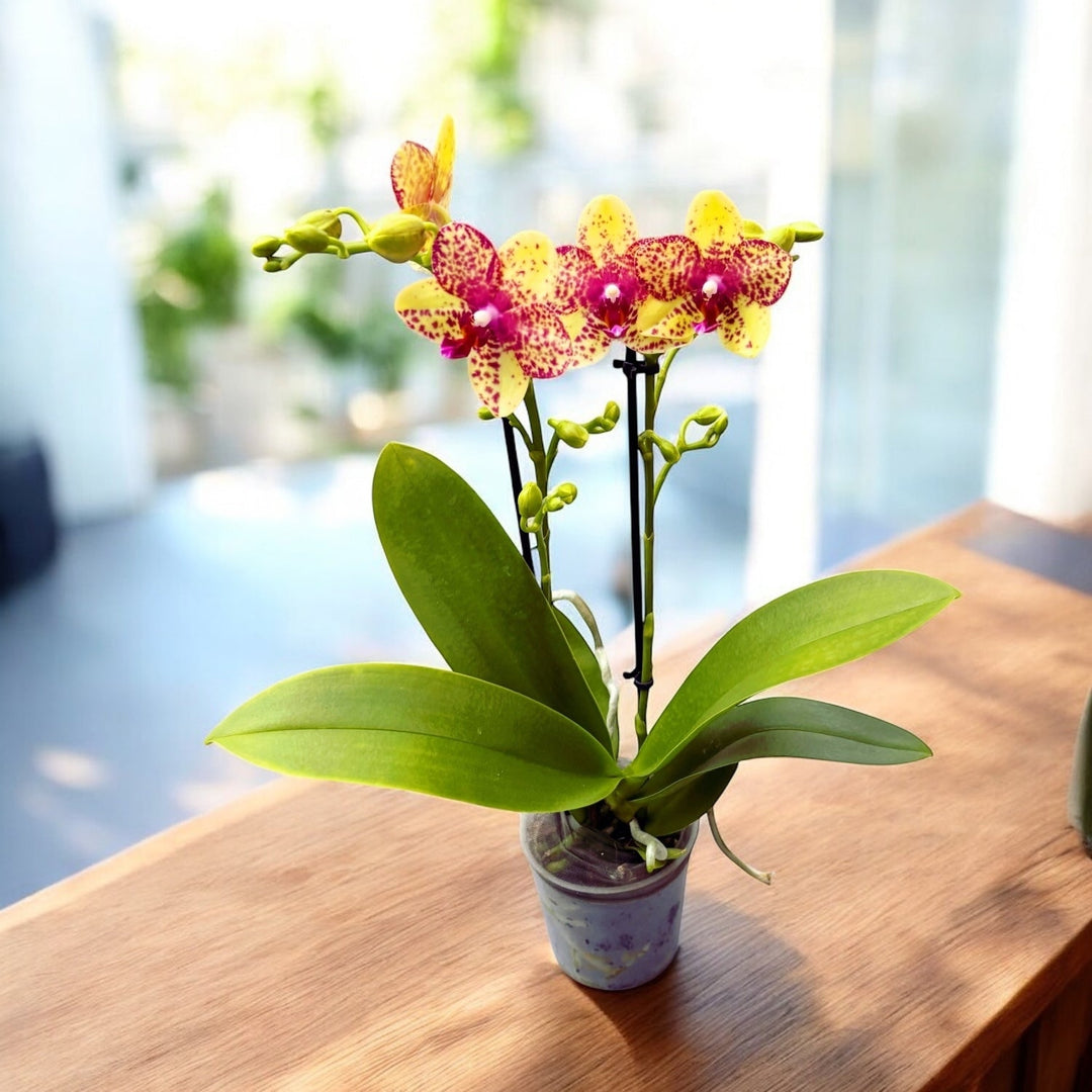 Phalaenopsis Tristar Peoker (Grosseto)