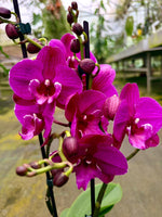 Load image into Gallery viewer, Phalaenopsis Tying Shin Black Bear - Big Lip